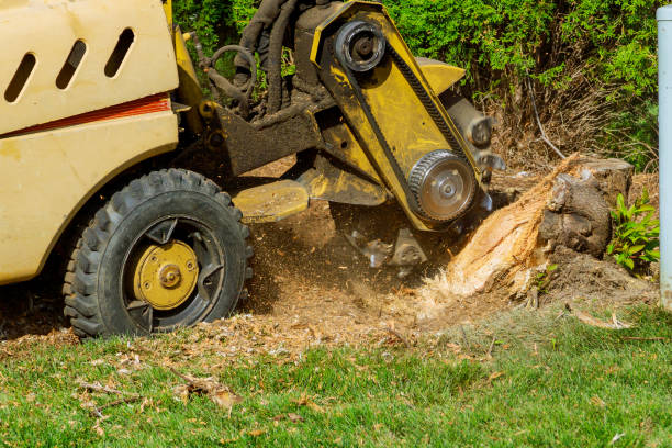 Best Tree Preservation Services  in Thiensville, WI