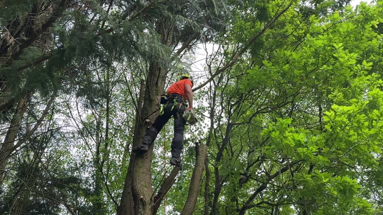 Best Tree Fertilization  in Thiensville, WI