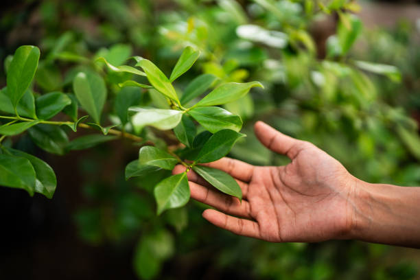 Best Fruit Tree Pruning  in Thiensville, WI