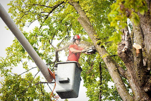 Best Utility Line Clearance  in Thiensville, WI