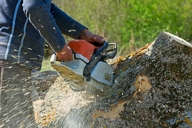 Best Firewood Processing and Delivery  in Thiensville, WI