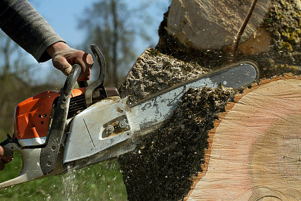 Best Tree Risk Assessment  in Thiensville, WI